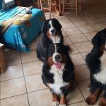 100592527_10156892116396901_1622433585510219776_o