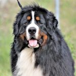 115742129_2741788186145079_3353090433600970297_n