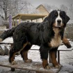 116233508_2741774396146458_627307435511318196_n