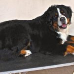 12043082_919677714735599_1664674918107745037_n