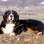 349250802_224033583708461_5296089290032569190_n