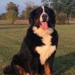 44056827_1091606387663582_6655410738389057536_n