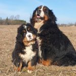 53020284_2573859112684261_4452451553332166656_n