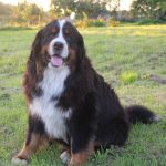 53062465_2091127430935828_7164937685264498688_n