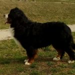 54256212_1963031773807932_808514682800308224_n