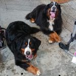 Expo de Lyon avec Liam en Vétéran et Missing