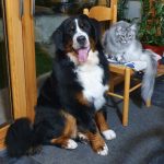 70325680_10156210130216901_7762150100339523584_o