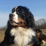 860199_305063536286103_1432967815_o