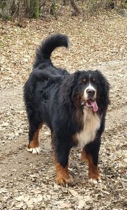 Tom15mois-115128_549509921635312137_n