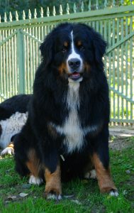 blackfootassisface15m