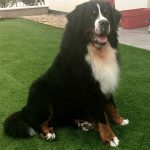 charly5237684_4153641309925371151_n