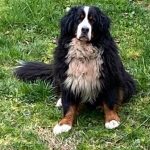 jango657365_6177345066906943488_n