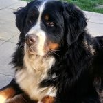 juju063287845_4314341803277942784_n