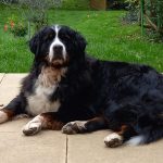 juju400929_2427831824873559450_n