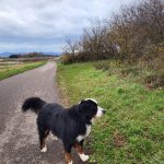 lapetitegaya173779_2275743157578772886_n