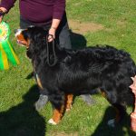 RE de Cruet, Missing meilleure de race