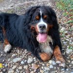 modjo744076635_6809879107698322224_n