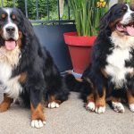 ohanapower42886482274801519