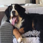 pumba4055152_5238016795645837312_n