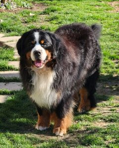 reckless937688442_6003841769614120157_n