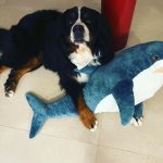 sciroccoroobarb48_9162744687564904244_n