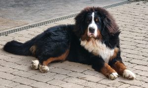 siogo11198442_5348883132788426929_n