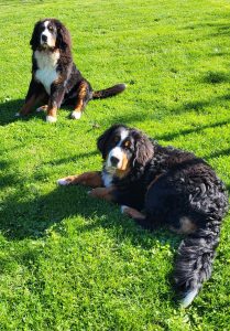 siogoRoady27897968442_3546050546070410125_n