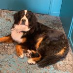 sweety89136_8200930171883050889_n