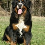 disena69689_6408585_n