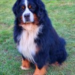 reckless006233958442_5358772775159358473_n