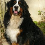 reckless2ansassisbeau